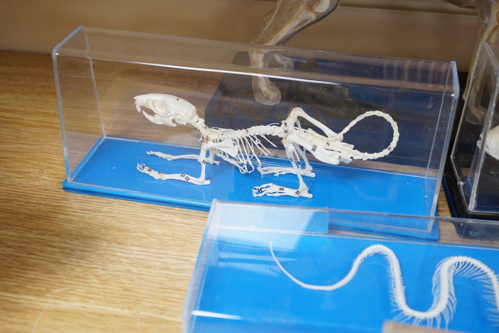 Animal anatomy - four skeleton specimens of a rat, fish, snake and frog in Perspex cases, the large is 30 cm long and a plastic model of a boxer dog skeleton and internal organs, 26.5 cm long